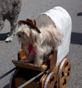 Pooch Parade