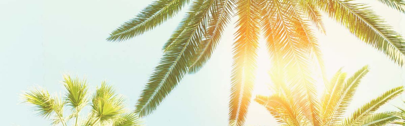 Palm Trees Palm Trees